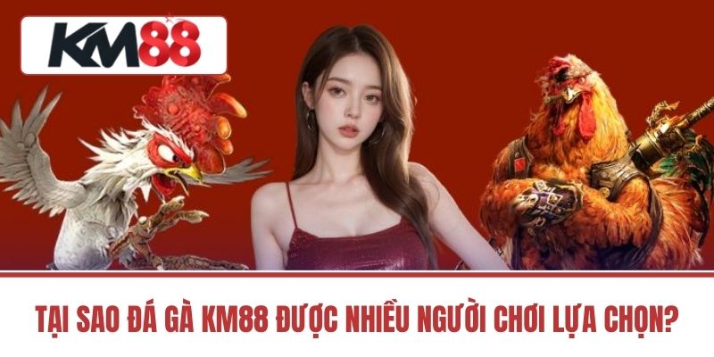 Tại Sao Đá Gà KM88 Được Nhiều Người Chơi Lựa Chọn?