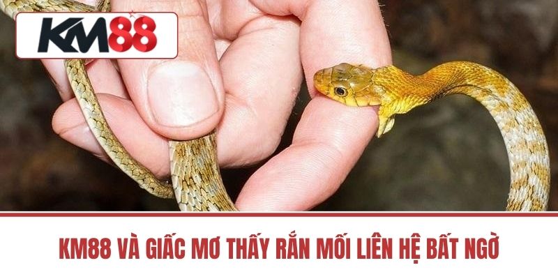 KM88 Và Giấc Mơ Thấy Rắn Mối Liên Hệ Bất Ngờ