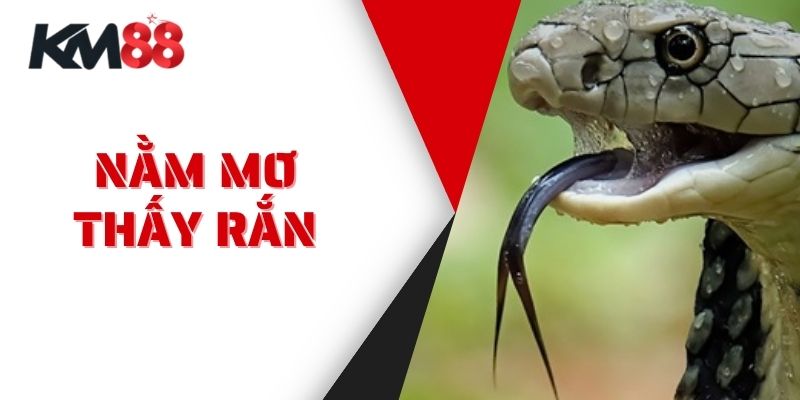 Nằm Mơ Thấy Rắn - Ý Nghĩa Tâm Linh Và Điềm Báo Năm 2025
